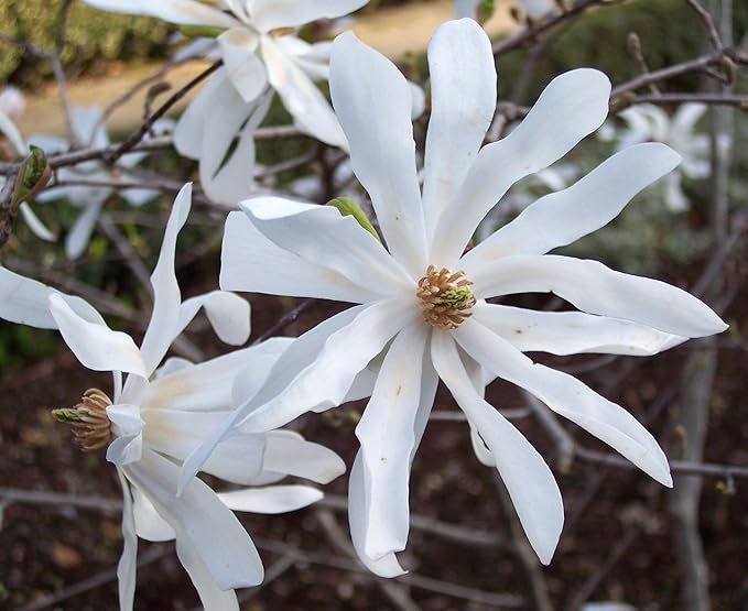 Royal Star Magnolia