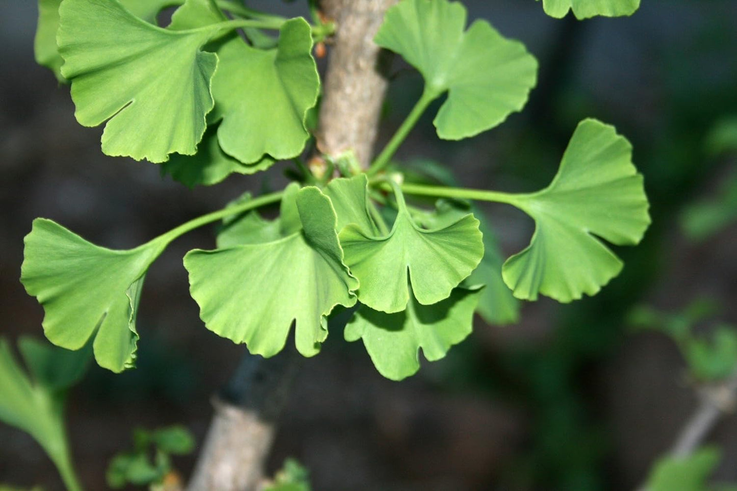 Ginkgo Biloba