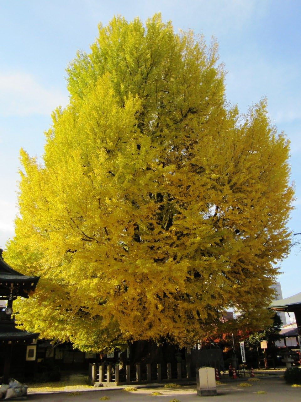 Ginkgo Biloba