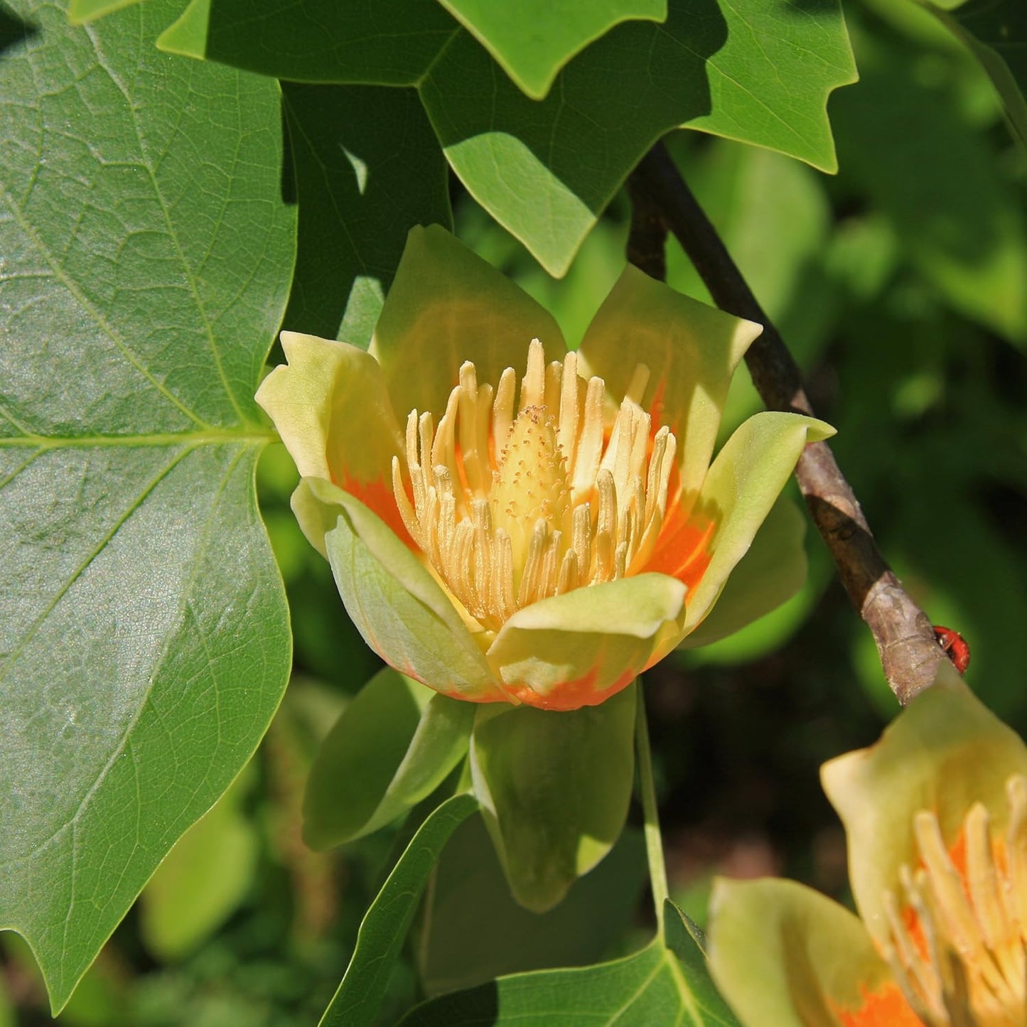 Tulip Poplar