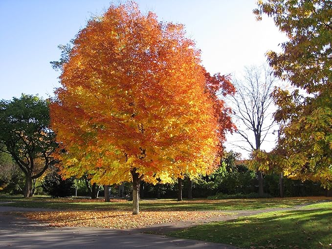 Sugar Maple