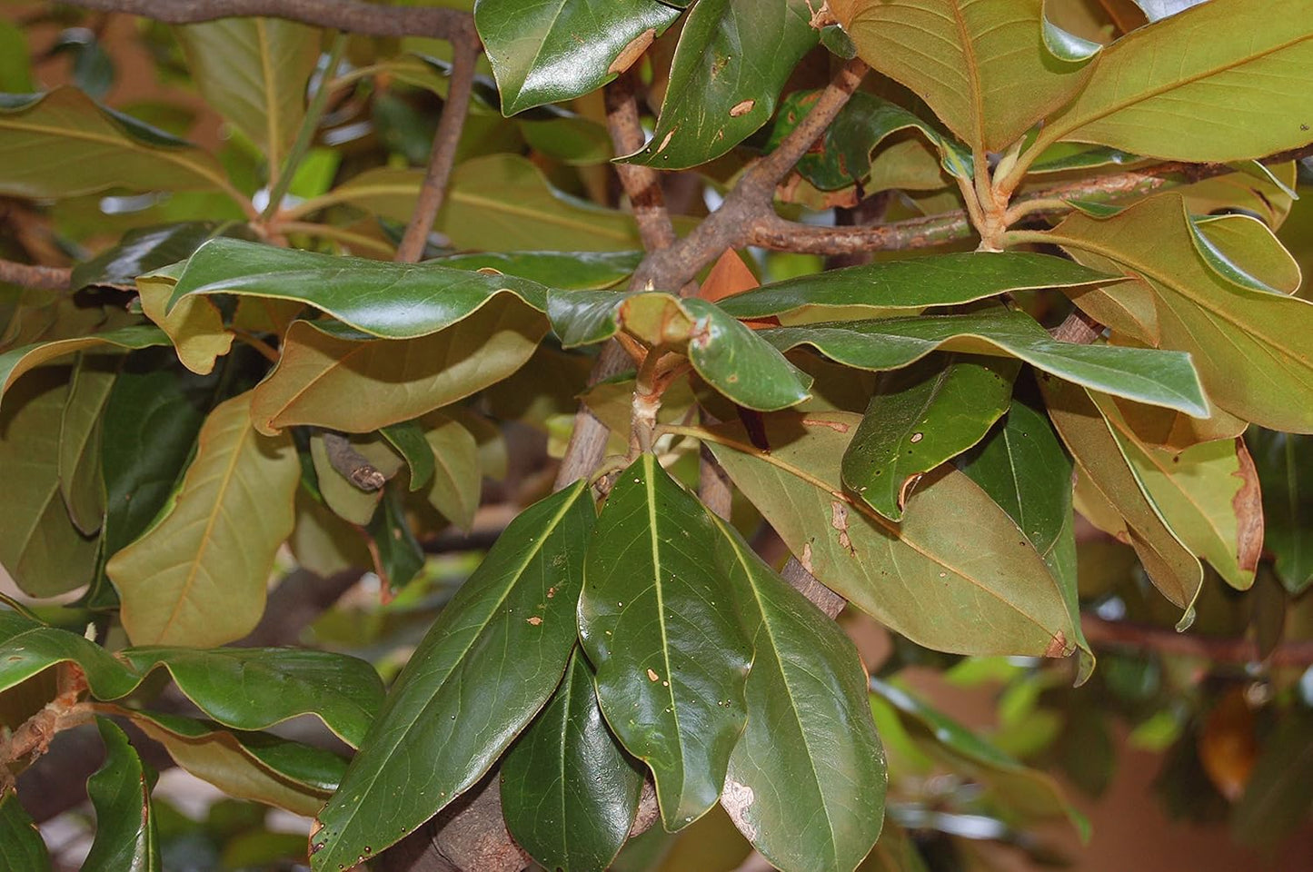 Southern Magnolia
