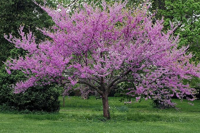 Eastern Redbud