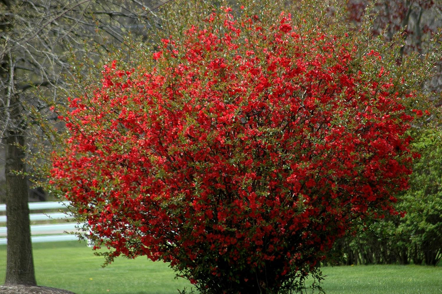 Texas Scarlet Flowering Quince