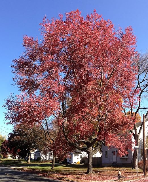 American Red Maple Shade Tree