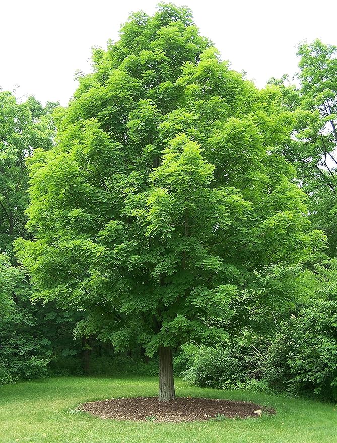 Sugar Maple