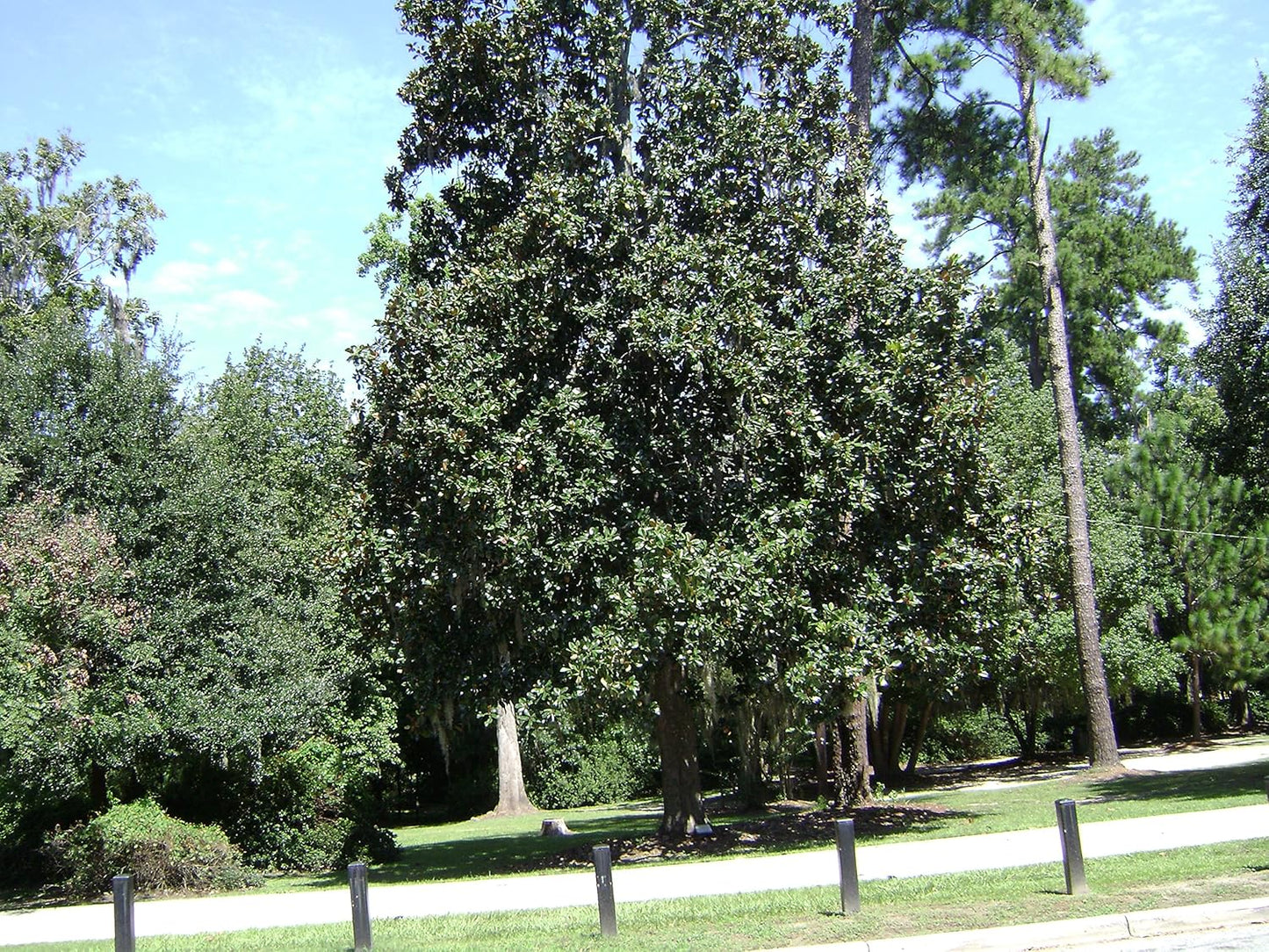 Southern Magnolia