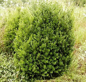 Inglis Boxwood