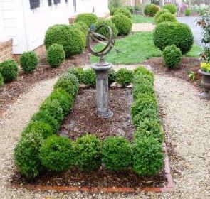 English Edging Boxwood