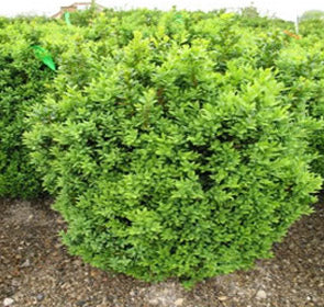 Wellerii Boxwood