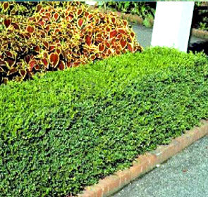 Korean Boxwood