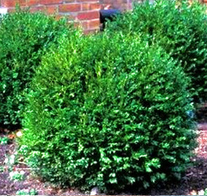 Green Gem Boxwood