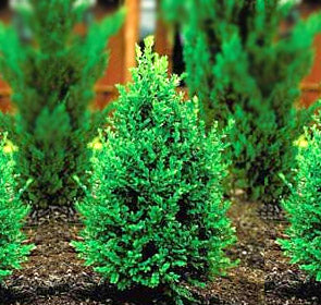 Green Mountain Boxwood