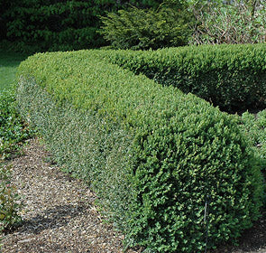 Northern Charm Boxwood