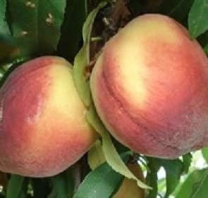 Belle of Georgia Peach Tree