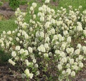 Dwarf Fothergilla