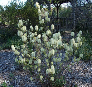 Fothergilla Mt. Airy