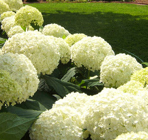 Annabelle Hydrangea