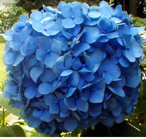 Nikko Blue Hydrangea
