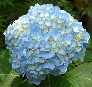 Penny Mac Hydrangea