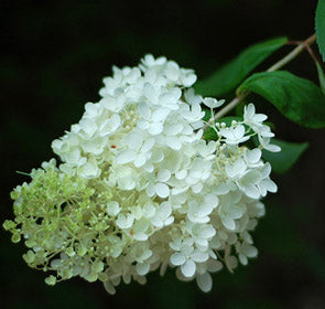Limelight Hydrangea