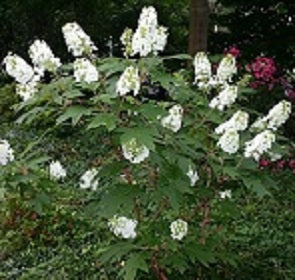 Snowqueen Hydrangea