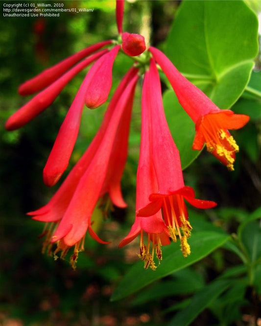 Cardinal Red Honeysuckle Vine