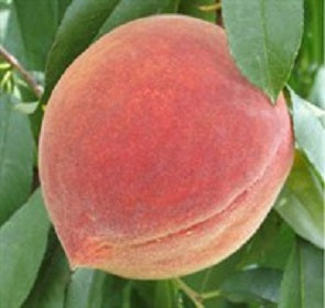 Elberta Peach