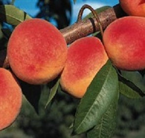 Florida Glo Peach