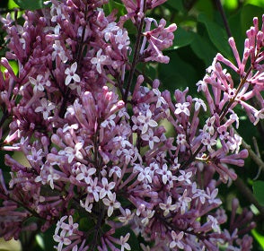 Palibin Lilac