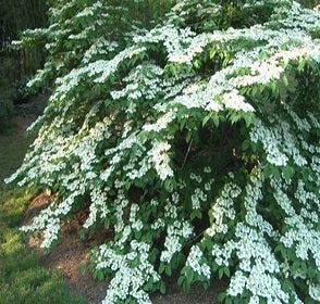 Shasta Viburnum